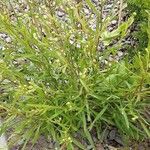 Solidago ptarmicoides Hábito