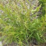 Solidago ptarmicoides Hábito