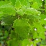 Tetradenia riparia Leaf