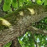 Catalpa bignonioides Kôra