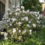 Rhododendron maximum Elinympäristö
