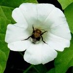 Calystegia silvatica Çiçek