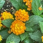 Lantana aculeataപുഷ്പം