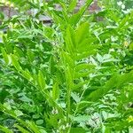 Glycyrrhiza glabra عادت داشتن