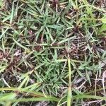 Dianthus hyssopifolius Hoja