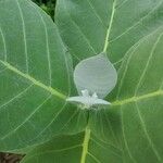 Calotropis proceraFuelha