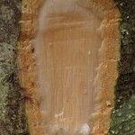 Coelocaryon preussii Corteza