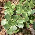 Aeonium balsamiferum Blatt