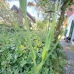 Tragopogon porrifolius 葉