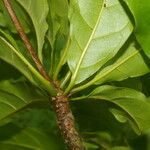 Terminalia bucidoides Leaf