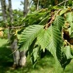 Ostrya japonica पत्ता