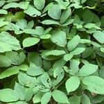 Rubus macrophyllus Blad