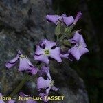 Hesperis laciniata Kvet