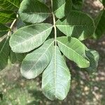 Kigelia africana Leaf