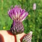 Cirsium rivulare Fula