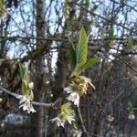 Oemleria cerasiformis Blüte