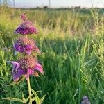 Monarda citriodora Flor