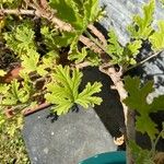 Pelargonium × asperum Hostoa