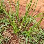 Allium canadense Leaf