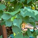 Dombeya burgessiae Лист