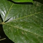 Angostura granulosa Hoja