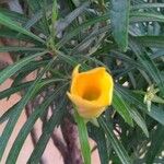 Thevetia neriifolia Flor