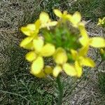 Diplotaxis tenuifoliaFlower