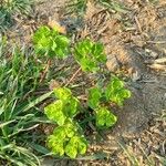 Euphorbia helioscopia Dalc'h