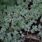 Cotula hispida Hoja