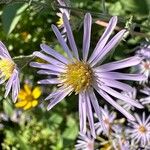 Symphyotrichum oolentangiense 花