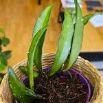 Hoya longifolia Levél