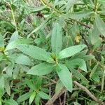 Myoporum insulare Foglia