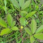 Rubus trivialis Leaf