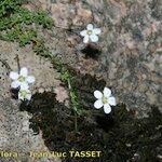 Arenaria balearica Hábito
