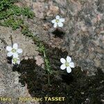 Arenaria balearica आदत