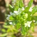 Galium verrucosum Flor