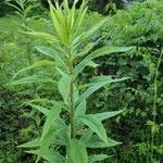 Solidago canadensisYaprak