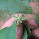 Monanthotaxis trichocarpa Frucht