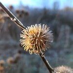 Arctium lappa Fruit