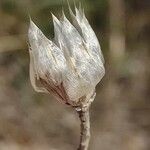 Xeranthemum cylindraceum Leaf