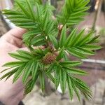 Sorbaria sorbifolia Лист