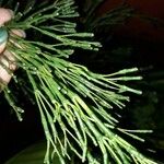 Rhipsalis clavata পাতা