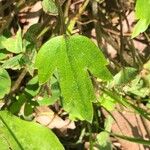 Ranunculus hispidus Leaf