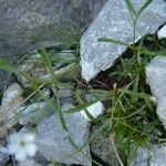 Heliosperma pusillum Leaf