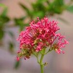 Valeriana angustifolia फूल