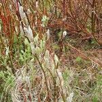 Salix hastata Bark