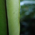 Hemionitis doniana Leaf