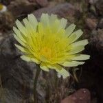 Malacothrix glabrata Flower