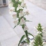 Bellardia trixago Květ