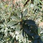 Pittosporum heterophyllumLeaf